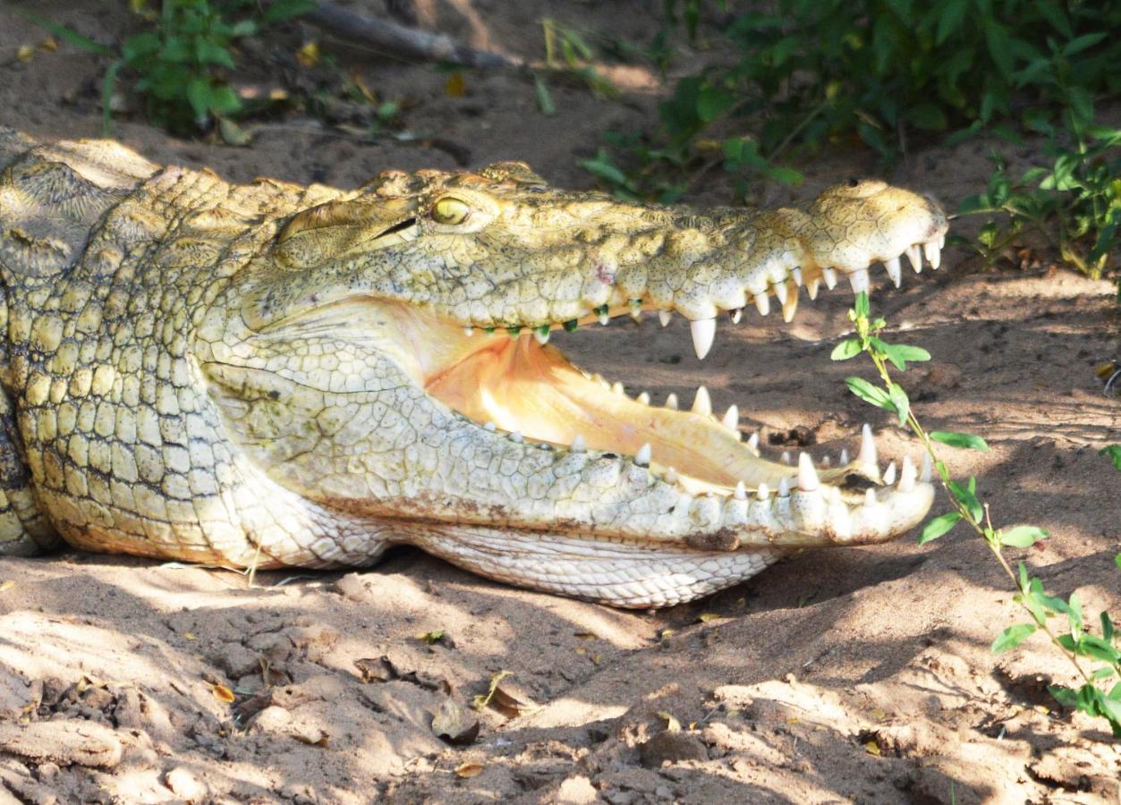 Crocodile Pools Resort Gaborone Esterno foto